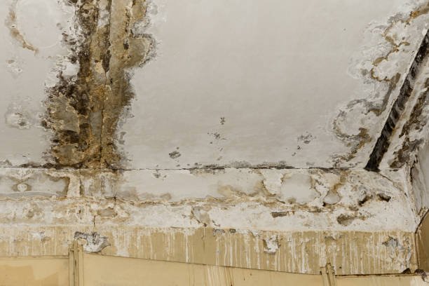 Best Asbestos and Lead Testing During Mold Inspection  in USA